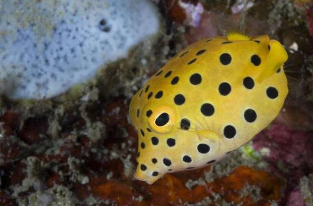 盒子鱼英语学生版最新,盒子鱼英语学生版最新📚✨