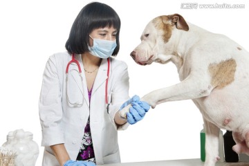 最新女兽医,最新女兽医🐾踏入动物王国的温柔力量✨