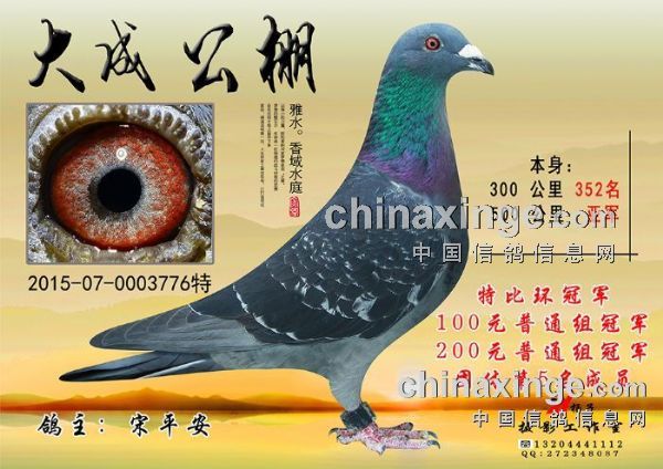 最新：大成赛鸽公棚动态,最新，大成赛鸽公棚动态