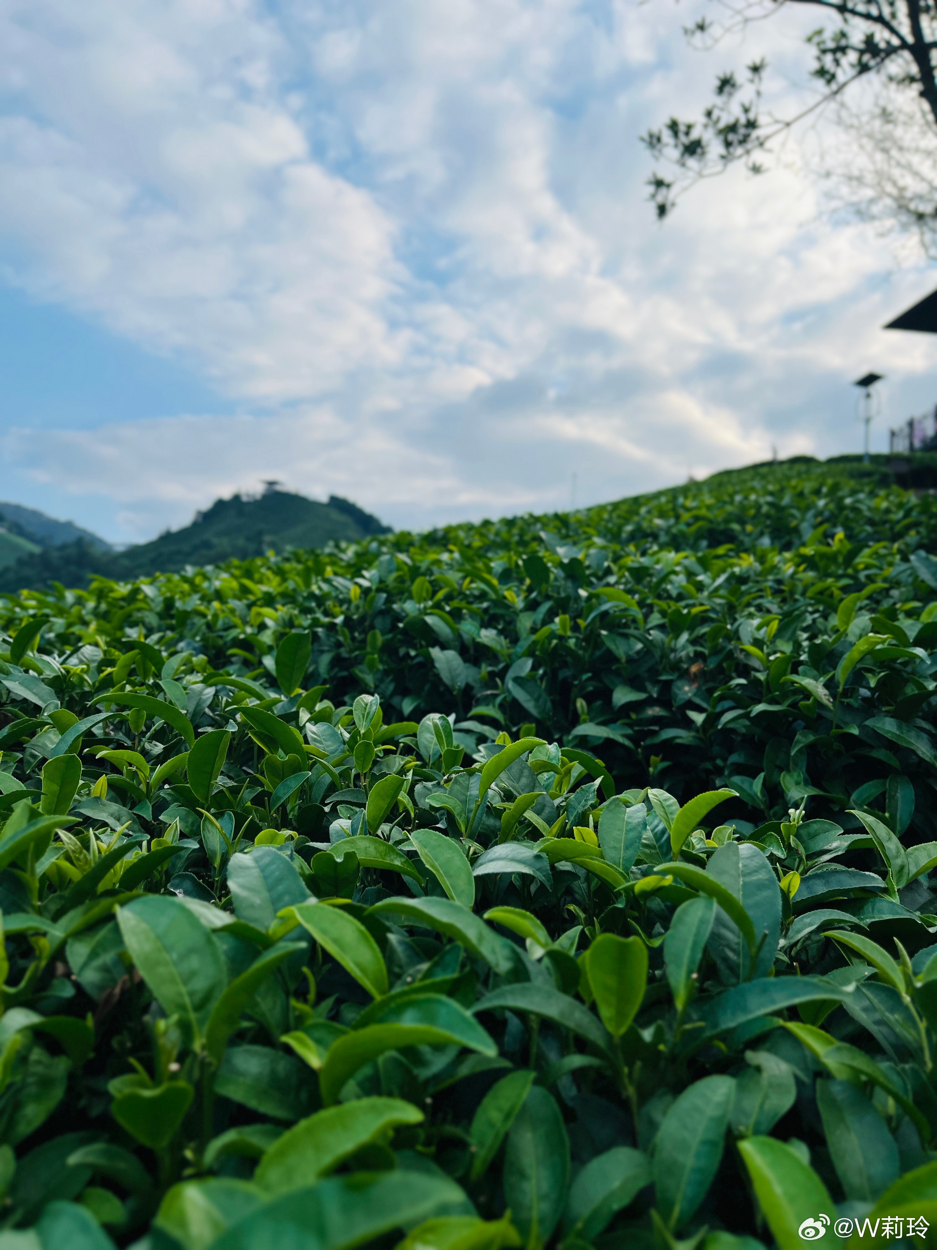 最新茶园,最新茶园，时代背景下的绿色革命