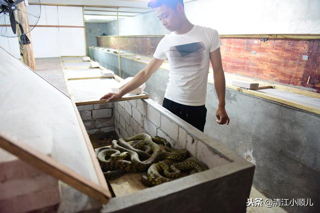 养蛇行情,养蛇行情，科技新品，重塑养蛇体验