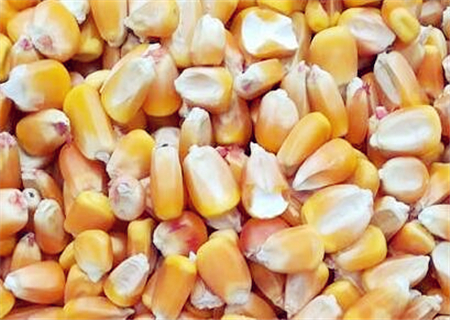 三井子花生米最新价格,三井子花生米最新价格分析