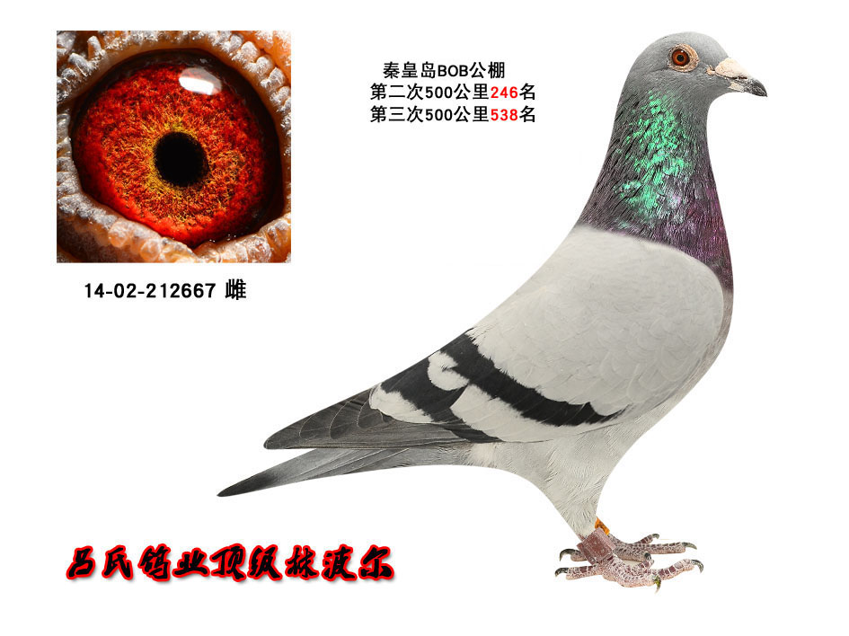 增项有建筑工程施工总承包贰级 第414页