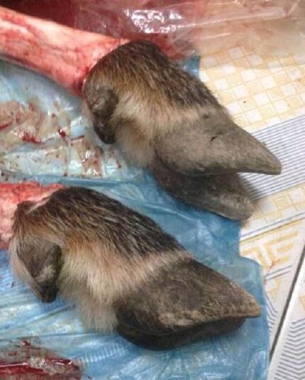 澳门今晚必开一肖1四不像,最佳精选解释定义_IRF27.764外观版