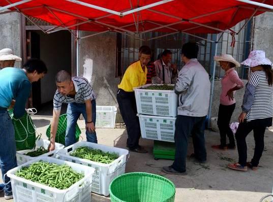 小豌豆的上门女婿最新,小豌豆的上门女婿,现代婚恋观念的崭新呈现