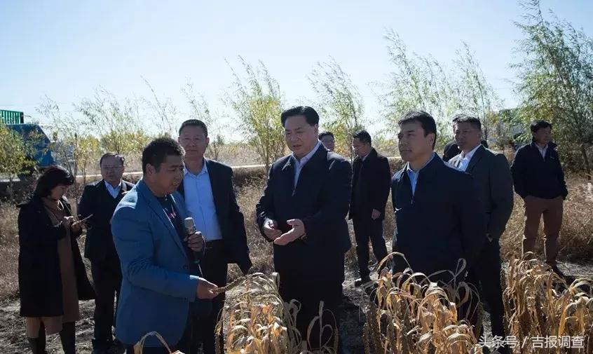 白城通榆谷子最新行情,白城通榆谷子最新行情分析